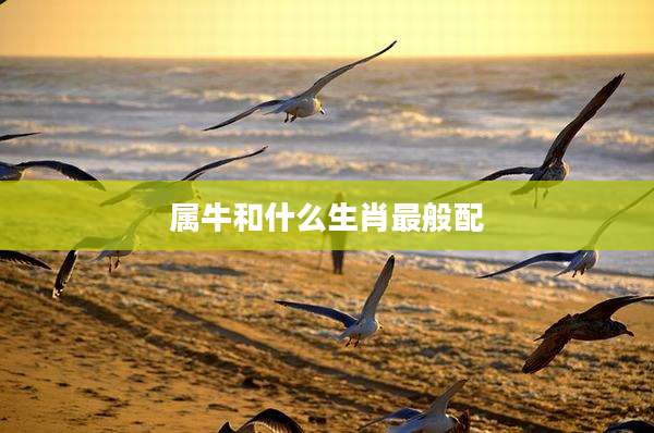 属牛和什么生肖最般配