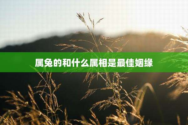 属兔的和什么属相是最佳姻缘
