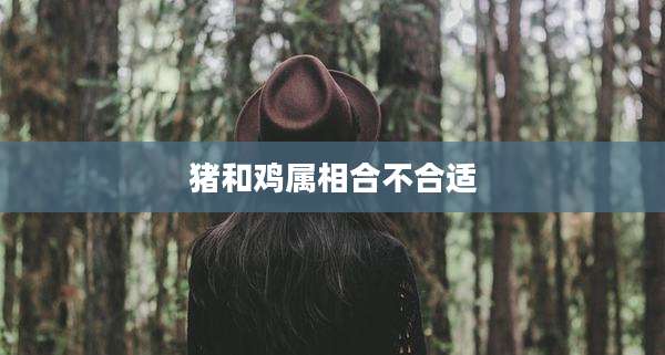 猪和鸡属相合不合适