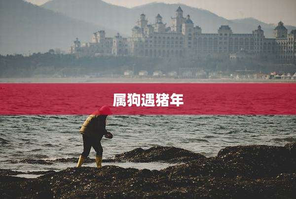 属狗遇猪年
