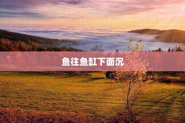 鱼往鱼缸下面沉
