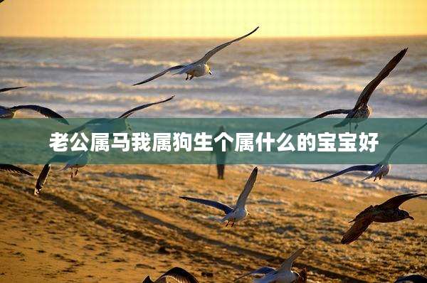 老公属马我属狗生个属什么的宝宝好