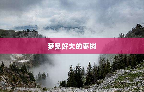 梦见好大的枣树