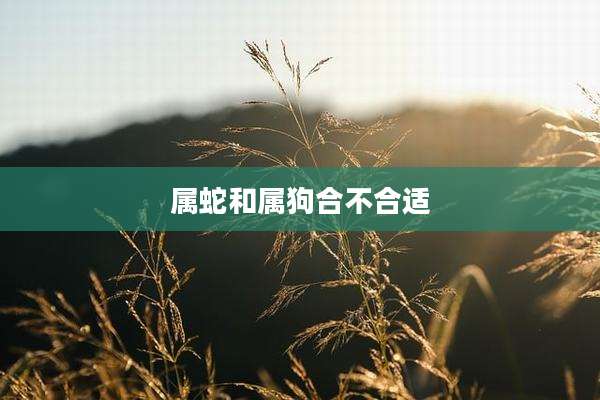 属蛇和属狗合不合适