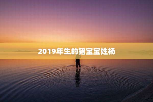 2019年生的猪宝宝姓杨