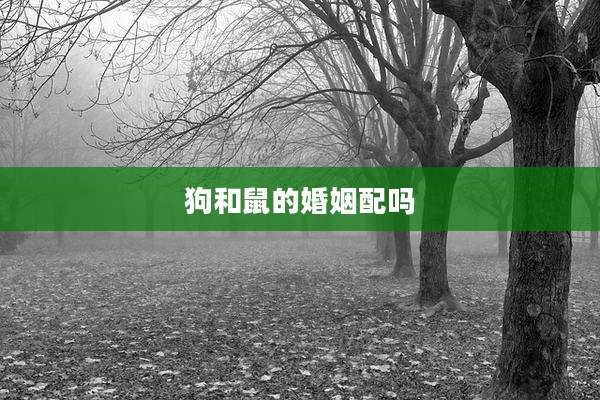 狗和鼠的婚姻配吗