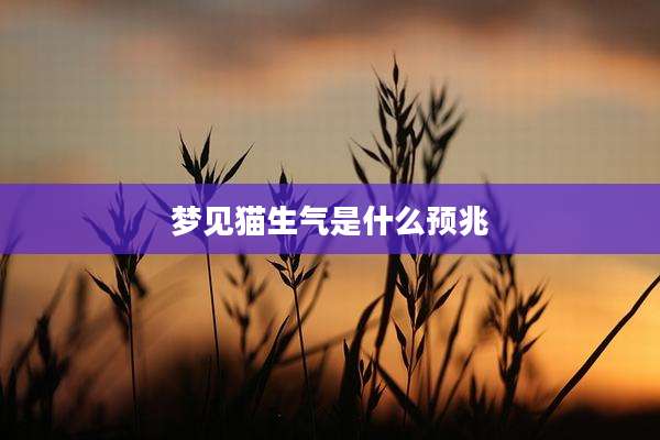 梦见猫生气是什么预兆