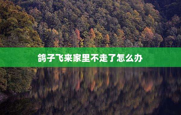 鸽子飞来家里不走了怎么办