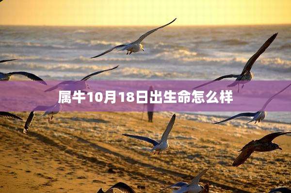 属牛10月18日出生命怎么样