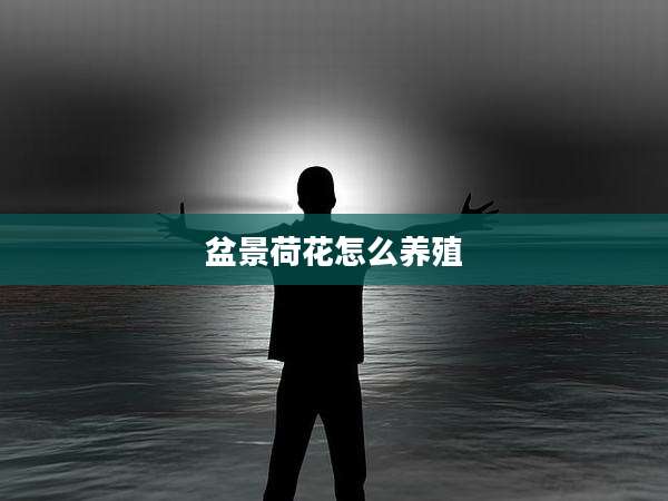 盆景荷花怎么养殖