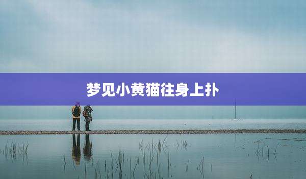 梦见小黄猫往身上扑