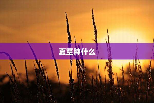 夏至种什么