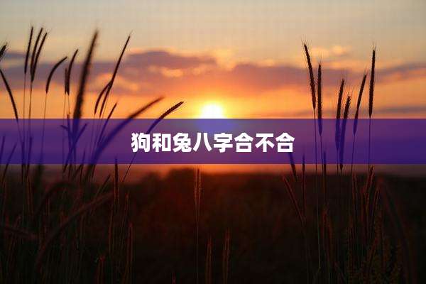 狗和兔八字合不合
