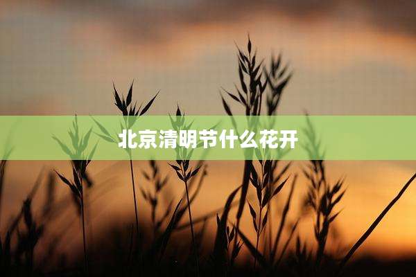 北京清明节什么花开