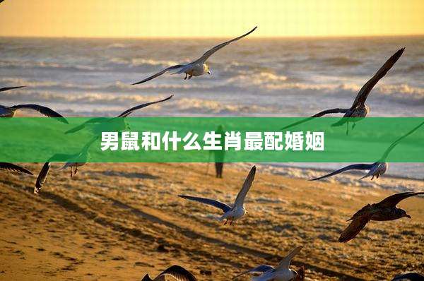 男鼠和什么生肖最配婚姻