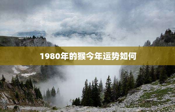 1980年的猴今年运势如何