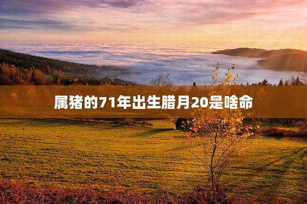 属猪的71年出生腊月20是啥命