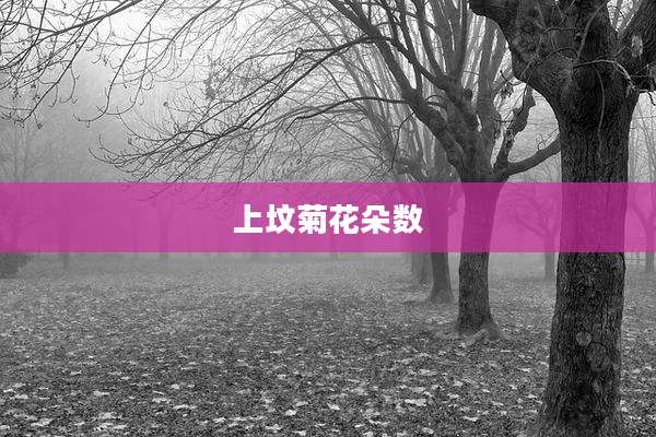 上坟菊花朵数