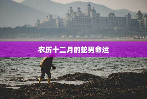 农历十二月的蛇男命运