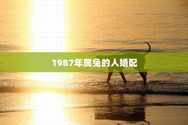 1987年属兔的人婚配