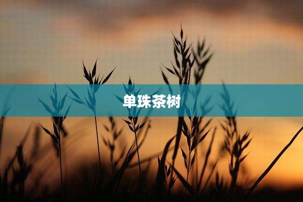 单珠茶树