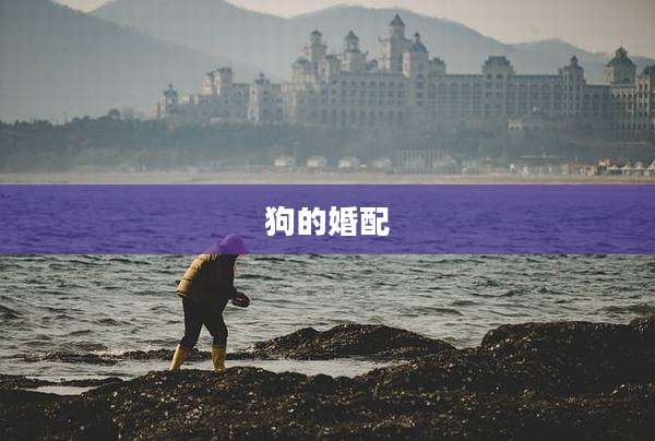 狗的婚配