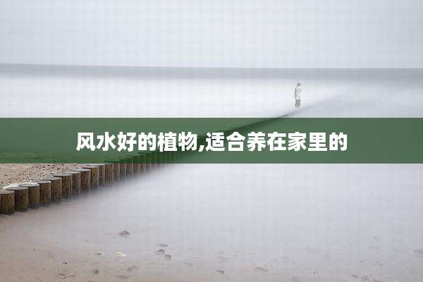 风水好的植物,适合养在家里的