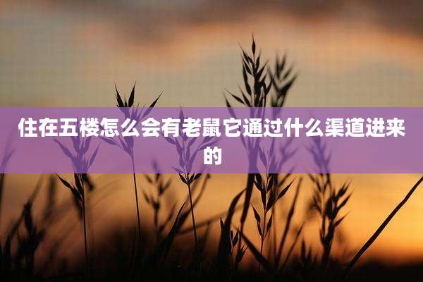 住在五楼怎么会有老鼠它通过什么渠道进来的
