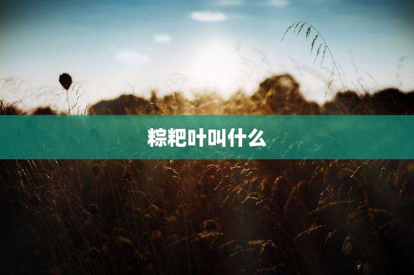 粽粑叶叫什么