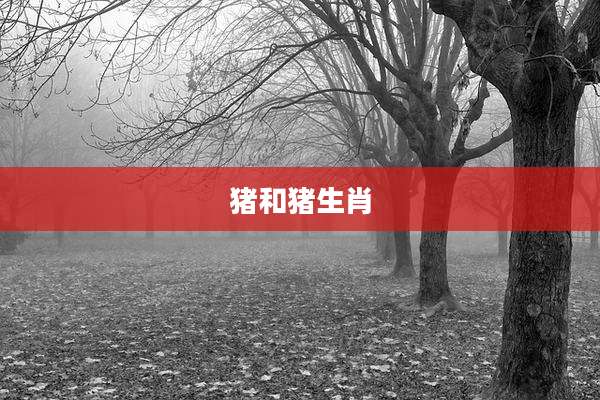 猪和猪生肖