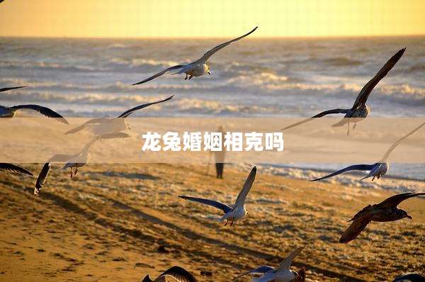 龙兔婚姻相克吗