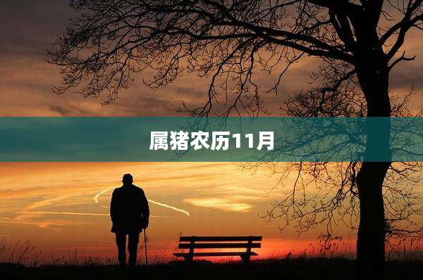 属猪农历11月
