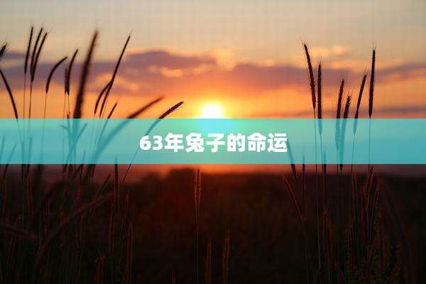 63年兔子的命运
