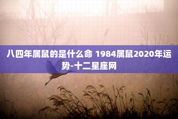 八四年属鼠的是什么命 1984属鼠2020年运势-十二星座网