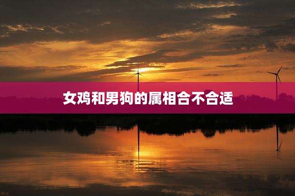 女鸡和男狗的属相合不合适