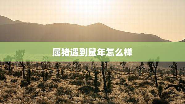 属猪遇到鼠年怎么样