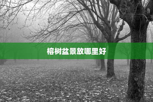 榕树盆景放哪里好