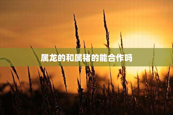 属龙的和属猪的能合作吗