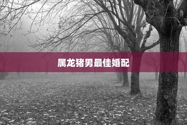 属龙猪男最佳婚配