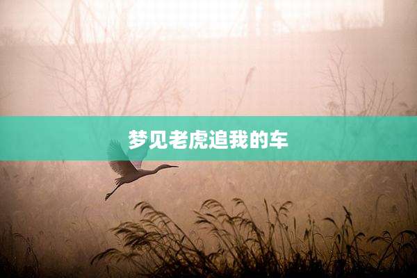 梦见老虎追我的车