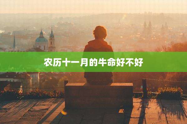 农历十一月的牛命好不好