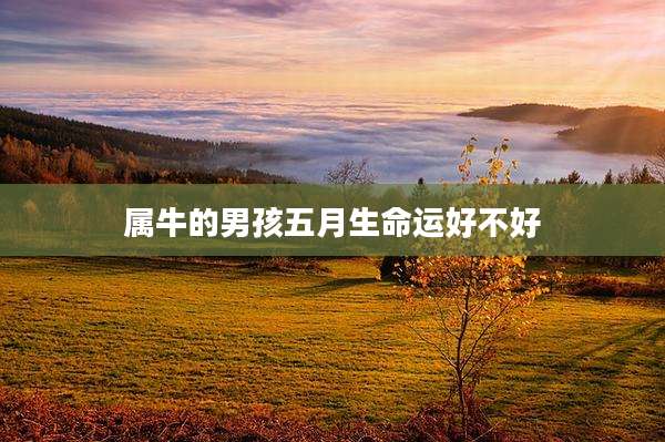 属牛的男孩五月生命运好不好