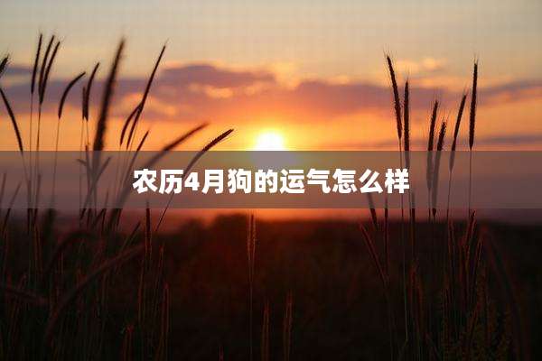 农历4月狗的运气怎么样