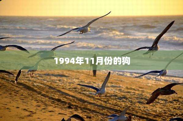 1994年11月份的狗