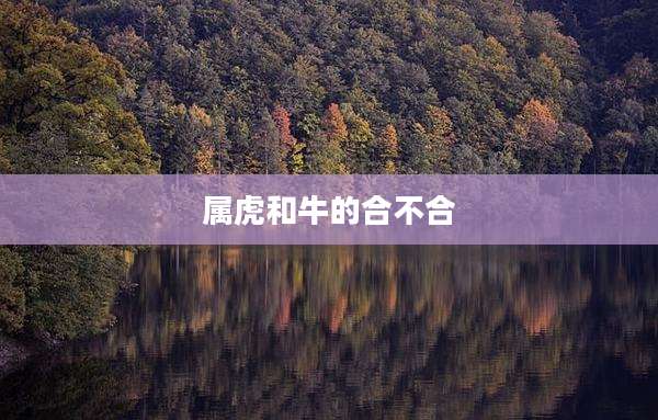 属虎和牛的合不合