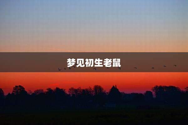 梦见初生老鼠