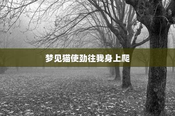 梦见猫使劲往我身上爬