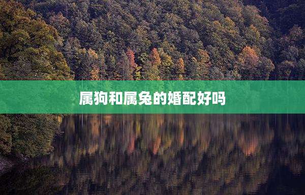 属狗和属兔的婚配好吗