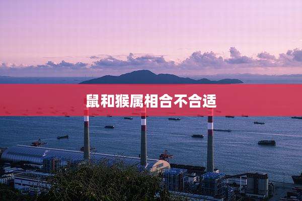 鼠和猴属相合不合适