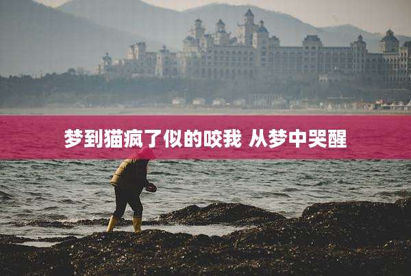 梦到猫疯了似的咬我 从梦中哭醒